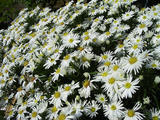 Aster dumosus Kristina2.JPG - Unicode